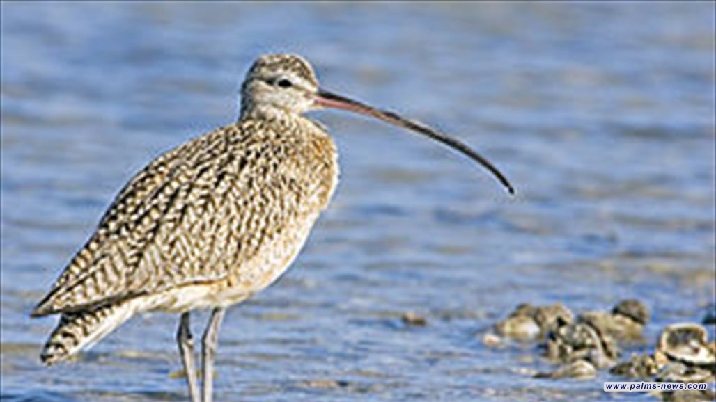 تسجيل أول حالة انقراض لطائر الكروان في أوروبا